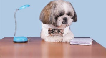 Information sur le contrat des mutuelles animaux