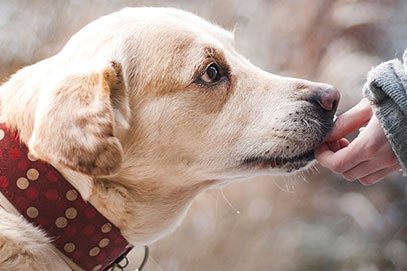 pourquoi souscrire une mutuelle animaux